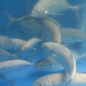 Blue Runner? Last Key West fish : r/whatsthisfish