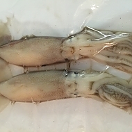 Unrigged Squid