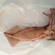 Rigged Squid (night)