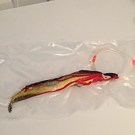 Rigged Mahi Belly