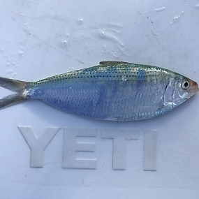 Bait Fish - About Us