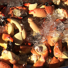 Stone Crab claws on ice