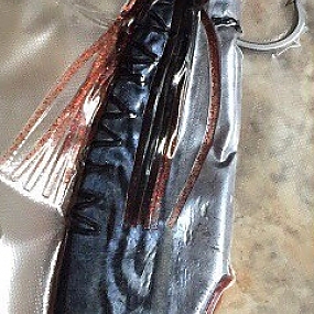Swordfish Bait